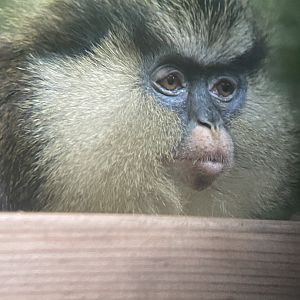 Mona monkey