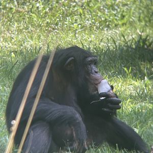 Chimpanzee