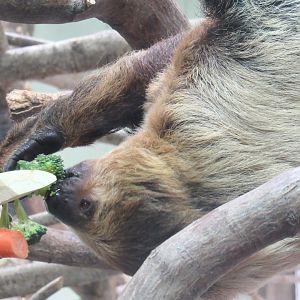 Linnaeus’s Two-Toed Sloth