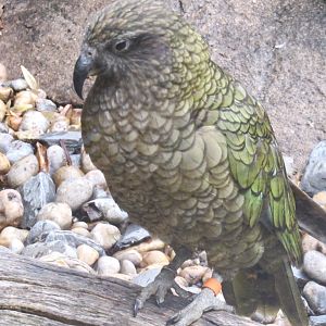 Kea
