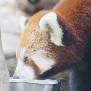 Red Panda