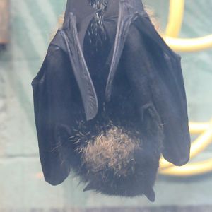 Livingstone’s Fruit Bat