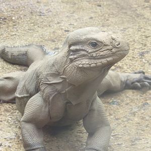 Rhinoceros Iguana