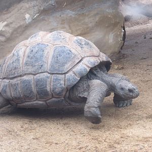 Aldabra Giant Tortoise