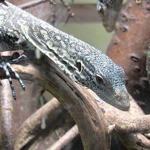 Blue-Spotted Tree Monitor