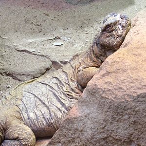 Leptein’s Spiny-Tailed Lizard