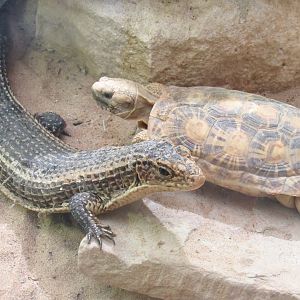 Pancake Tortoise and Round-Nosed Plated Lizard