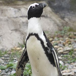 African Penguin