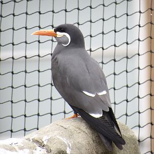 Inca Tern