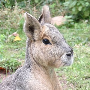 Patagonian Mara