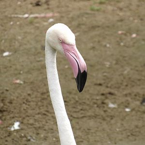 Greater Flamingo