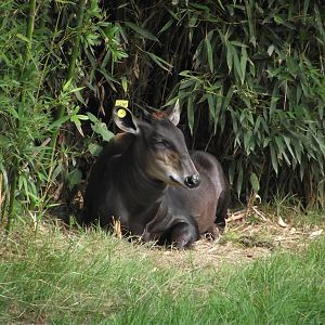 Female Yellow-backed Duiker - Zooparc de Beauval - 08/2022
