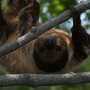T-Mo, Linnaeus's two-toed sloth