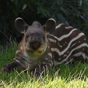 Alejandro - 3 months old