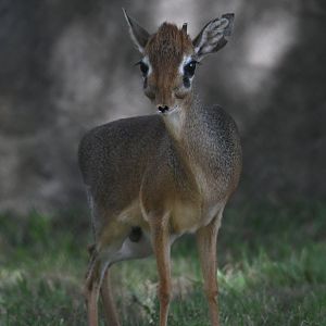 Kirk's dik-dik
