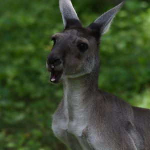 Western gray kangaroo