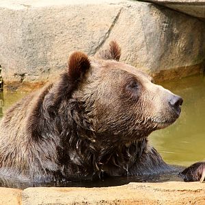 Boris the Brown Bear