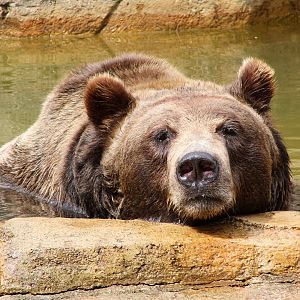 Boris the Brown Bear
