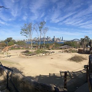 Giraffe and Harbour View