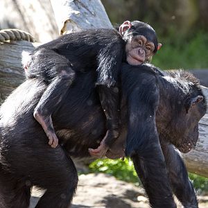 Chimpanzees 'Shiba' and 'Safiri'