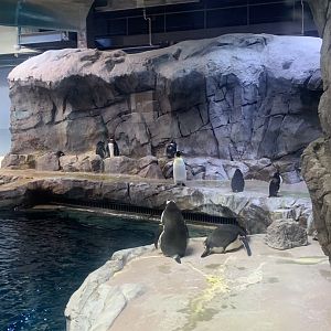 Aug. 2022- Various penguins