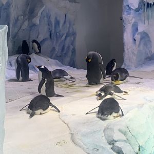 Aug. 2022- Various penguins