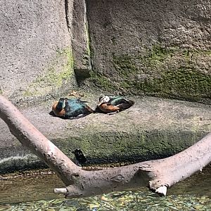 Aug. 2022- African pygmy geese