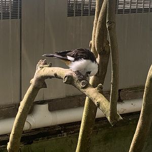Aug. 2022- White-headed buffalo weaver