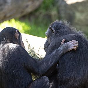 Chimpanzees 'Cebele' and 'Ceres'