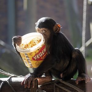 Chimpanzee 'Niambi'