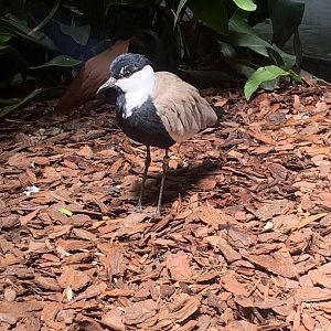 Aug. 2022- Spur-winged lapwing