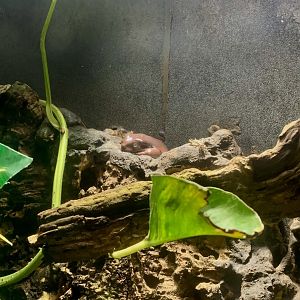 Aug. 2022- White’s tree frog