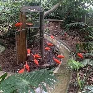 Aug. 2022- Scarlet ibises
