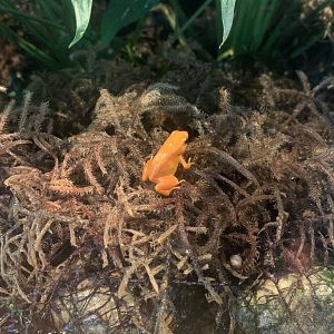 Aug. 2022- Golden mantella