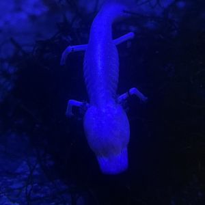 Aug. 2022- Texas blind salamander