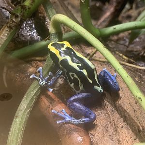 Aug. 2022- Dyeing poison frog