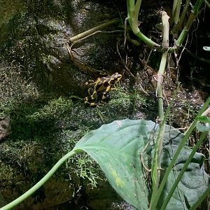Aug. 2022- Panamanian golden frog
