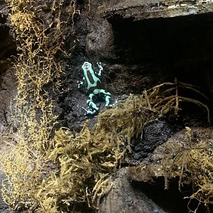 Aug. 2022- Green and black poison dart frog