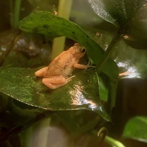 Aug. 2022- Kihansi spray toad