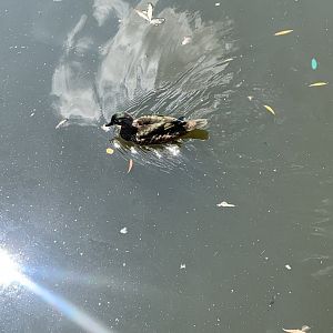 Aug. 2022- Wood duck