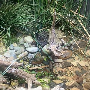 Aug. 2022- Eastern massasauga