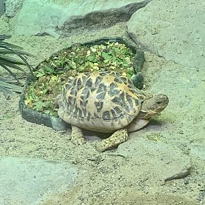 Aug. 2022- Indian star tortoise