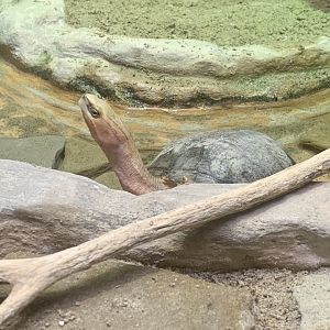 Aug. 2022- McCord’s box turtle