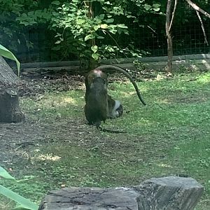 Aug. 2022- Allen’s swamp monkeys