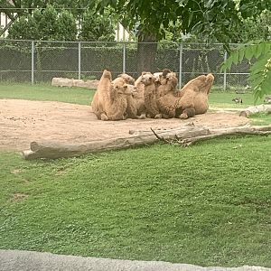 Aug. 2022- Domestic Bactrian camels