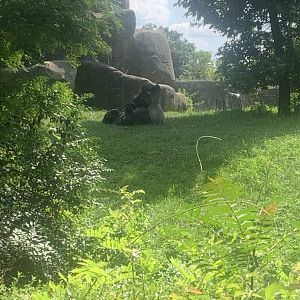 Aug. 2022- Western lowland gorilla