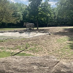 Aug. 2022- Grevy’s zebras