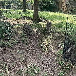 Aug. 2022- Common warthogs