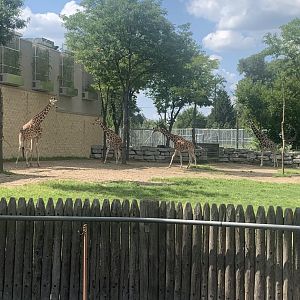 Aug. 2022- Generic giraffes