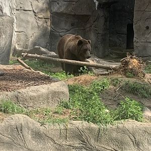 Aug. 2022- Grizzly bear